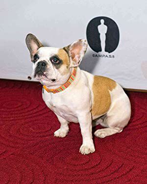 Official profile picture of Brigitte the Dog