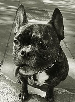 Official profile picture of Gary the Dog