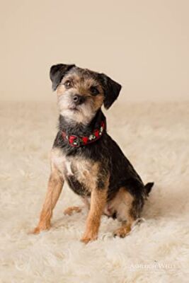 Official profile picture of Gidget