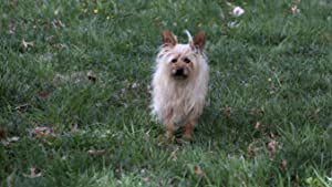 Official profile picture of Paxton the Dog