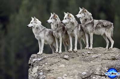 Official profile picture of Wolfpack