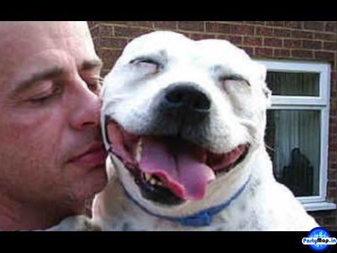 Photo of Pitbull at an appearance